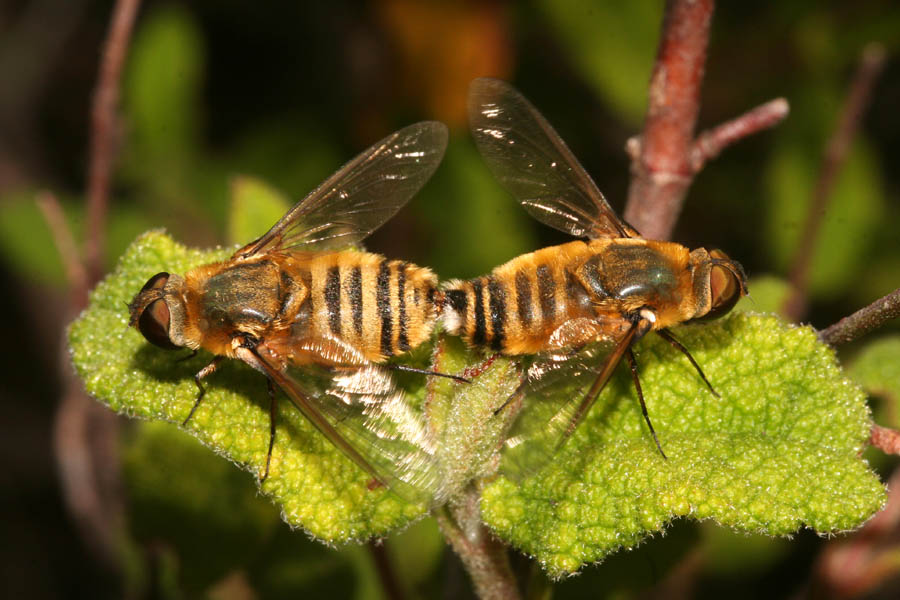 Ditteri copulanti: Villa sp. (Bombyliidae)